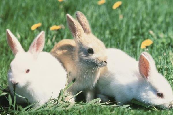 生肖兔和兔配什么生肖最好？兔子配什么生肖最好？属兔和哪种生肖更配