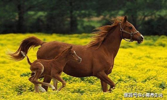 生肖马和哪个最配夫妻呢？生肖属马的最佳配偶马配什么生肖结婚最好