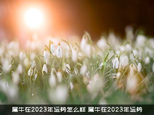 属牛在2023年运势怎么样？属牛在2023年运势